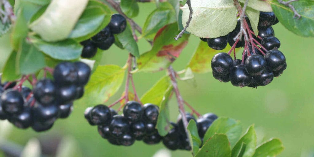 Aronia, gesunde Beere