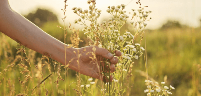 Eine Hand hält sanft einen kleinen Strauß Wildblumen auf einem sonnenbeschienenen Feld, umgeben von Nature First, mit grünem Gras und verschwommenen Pflanzen von AG Drogerie im Hintergrund.