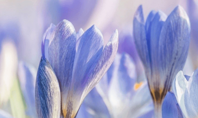 Nahaufnahme zarter hellvioletter Krokusblüten mit weichen Blütenblättern, getaucht in natürliches Licht in der Nähe der Brunaupark Drogerie, die eine verträumte und heitere Frühlingsatmosphäre schaffen.