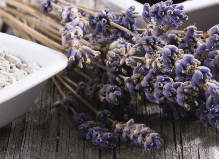 Eine Nahaufnahme getrockneter Lavendelzweige mit kleinen violetten Blüten, die auf einer rustikalen Holzoberfläche neben einer weißen Schale mit hellem Pulver liegen und den natürlichen Charme einfangen, der oft in Produkten von Drogerie Balance zu finden ist.