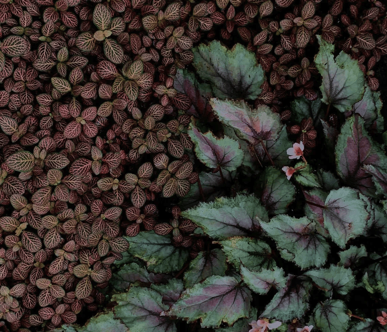 Eine Ansammlung kleiner, rötlich geäderter Blätter füllt die linke Seite, während auf der rechten Seite des Bildes größere grüne Blätter mit violetten Rändern und einige rosa Blüten von Schwamedingerhuus erscheinen, die an eine Drogerie-Auslage erinnern.