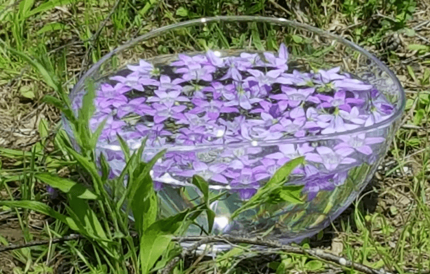 Eine klare Glasschale mit Wasser und schwimmenden lila Blumen steht auf dem Boden zwischen grünem Gras und Pflanzen im Freien und schafft eine heitere Szene, die an Chrüter Drogerie erinnert.