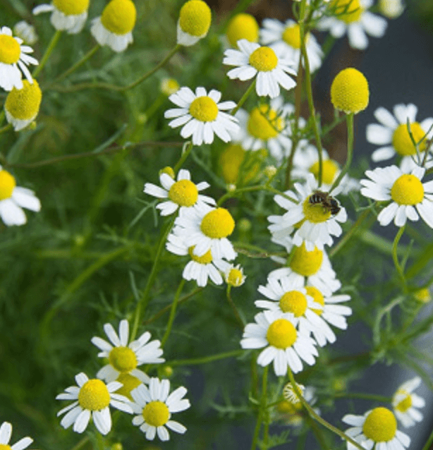 Eine Gruppe blühender Kamillenblüten mit weissen Blütenblättern und gelber Mitte, umgeben von grünem Laub, gedeiht in der Nähe der Hafen Drogerie in Dietlikon. Auf einer der Blüten sitzt eine kleine Biene.