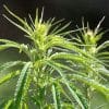 CBD - Cannabidiol, medizinischer Wirkstoff der Hanfpflanze