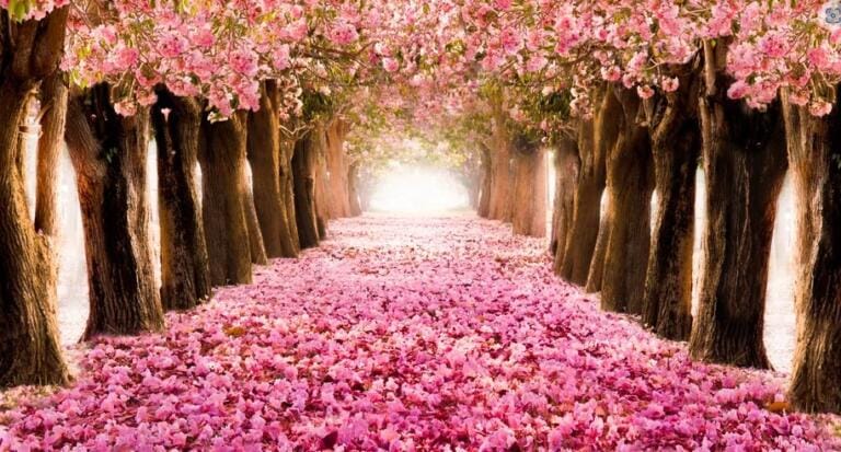 Ein von hohen Bäumen gesäumter Weg in Japan ist mit leuchtend rosa Kirschblütenblättern bedeckt, die über ihm einen Tunnel aus blühenden Zweigen und auf dem Boden einen dicken Teppich bilden, der ins helle Sonnenlicht führt.