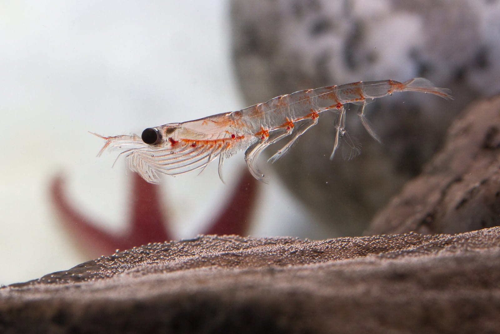 Eine Nahaufnahme von transparentem antarktischem Krill, der mit zarten Beinen und Fühlern unter Wasser schwimmt – Krill Vida ist eine hervorragende Quelle für Omega-3-Fettsäuren. Im Hintergrund ist ein verschwommener, rötlicher Seestern zu sehen.