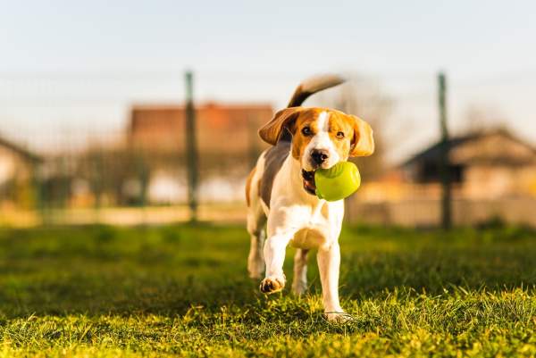 Beagle Dog Runs In Garden Towards The Camera With Green Ball. An einem sonnigen Tag läuft ein Beagle mit einem Tennisball im Maul über grünes Gras. Im Hintergrund sind Produktvorschläge für Artemisia PET Bio sowie unscharfe Zäune und Häuser zu sehen.