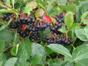 An den blattgrünen Zweigen mit einigen rötlichen Blättern hängen Trauben kleiner, dunkelvioletter Aroniabeeren; auf manchen Blättern sind Wassertropfen sichtbar.