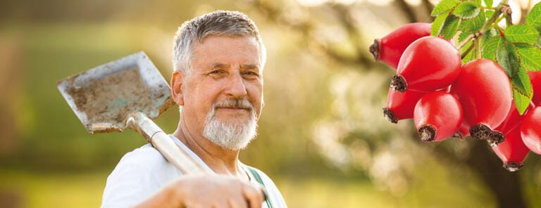 Ein lächelnder älterer Mann mit grauem Haar und Bart hält im Freien eine Schaufel über der Schulter und genießt die frische Luft und Vitapower für Gesundheit, mit leuchtend roten Hagebutten und grünen Blättern im Vordergrund.